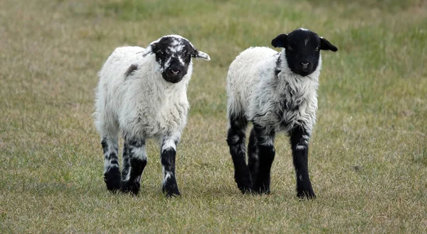 Par Corderos Blancos Negros Caminando Sobre Campo Hierba Una Granja — Foto de Stock