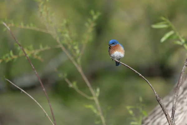 Plan Sélectif Merle Bleu Est Perché Sur Une Branche — Photo