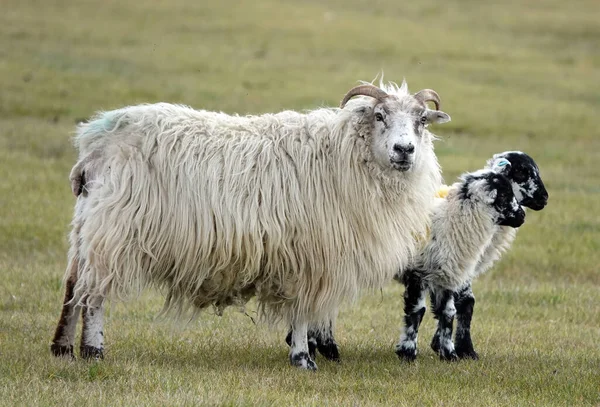 Matka Owca Małymi Rogami Stojąca Polu Trawy Farmie Jagnięcinami Obok — Zdjęcie stockowe