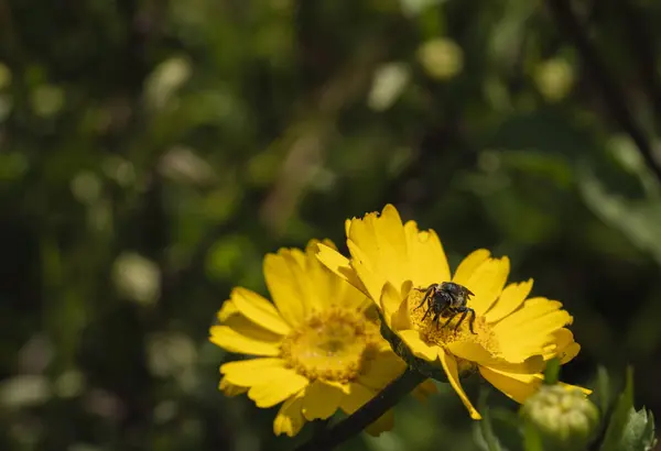 Eine Selektive Fokusaufnahme Einer Biene Auf Einer Gelben Wildblume Vor — Stockfoto