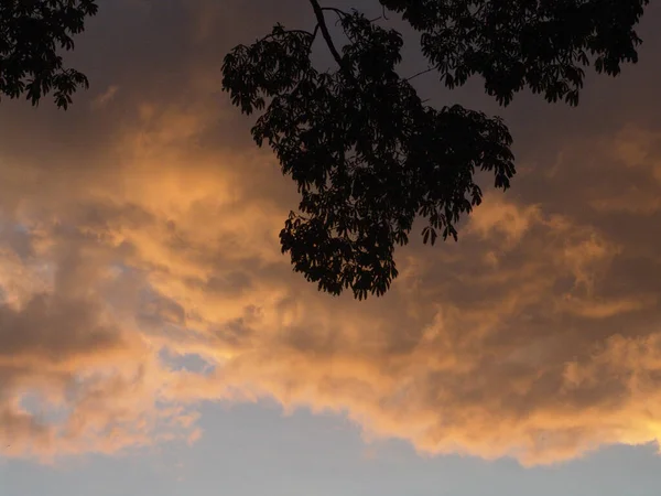Низкоугольный Снимок Облачного Неба Ветвями Деревьев Веточками Переднем Плане — стоковое фото