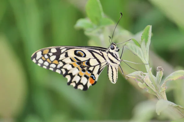 Closeup Beautiful Lime Butterfly Papilio Demoleus — Stock Photo, Image