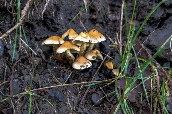 Eine Nahaufnahme Von Pilzen Die Auf Dem Boden Wachsen — Stockfoto
