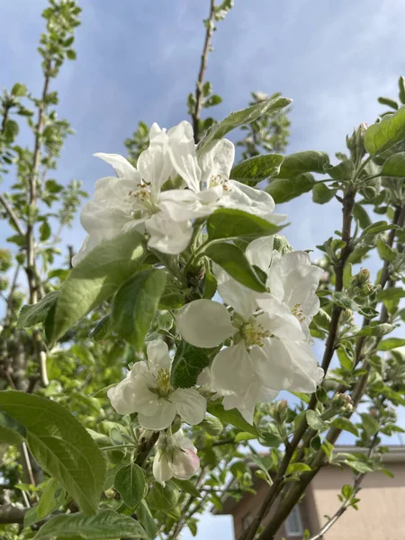 Прекрасная Яблоня Цветет — стоковое фото
