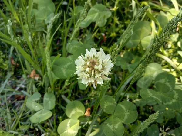 Urocza Biała Koniczyna Holenderska Trifolium Repens — Zdjęcie stockowe