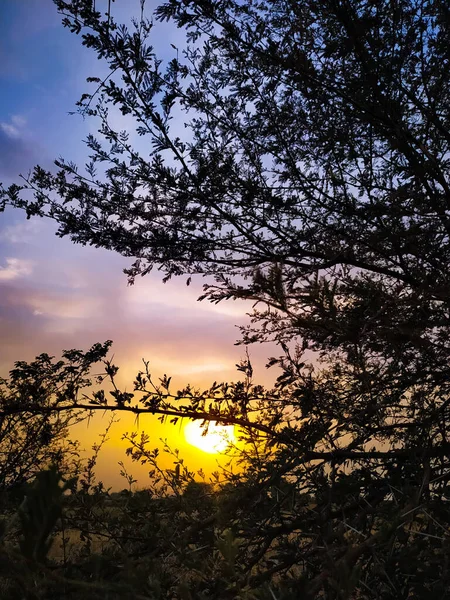 황금빛 석양을 배경으로 나무들을 실루엣 — 스톡 사진