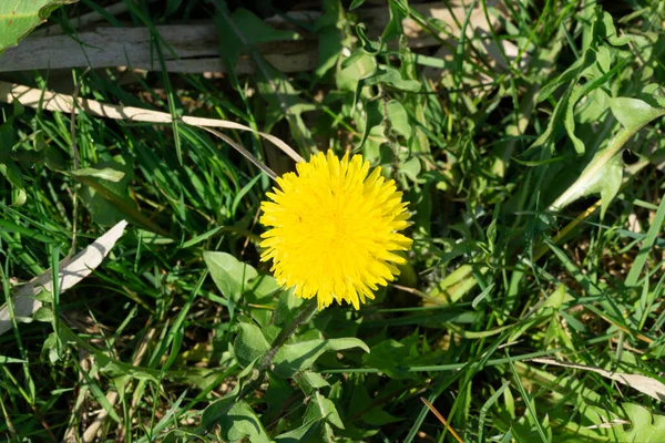 Focus Selettivo Fiori Primule Bianche Che Crescono Nel Campo — Foto Stock