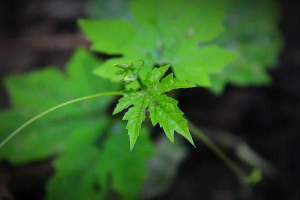 Selektiv Fokusbild Färska Gröna Blad Mörk Bakgrund — Stockfoto