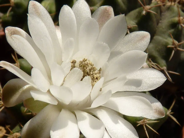 Uma Bela Flor Branca Ginásio — Fotografia de Stock