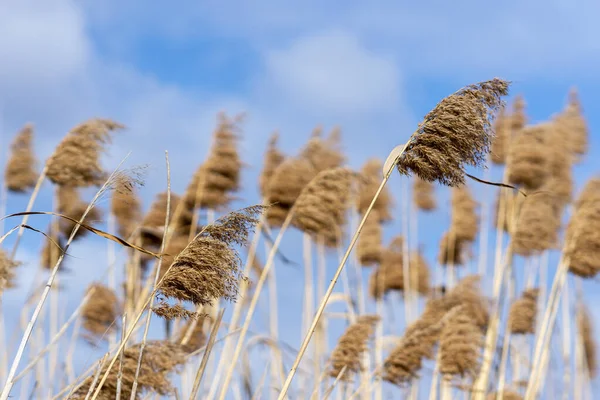 Natural View Dried Reed Grasses Field Cloudy Sky — Stock Photo, Image