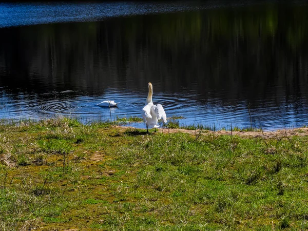 昼間に湖畔の芝生の上で美しい白い白鳥のカップル — ストック写真