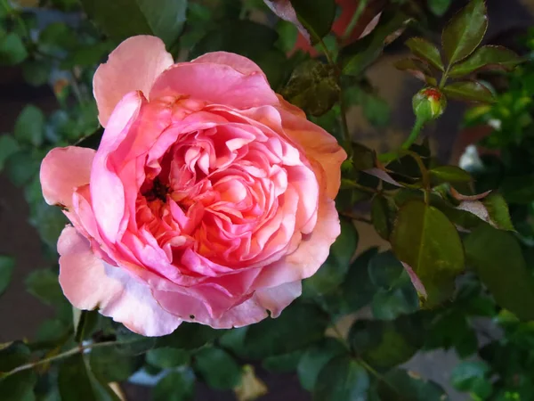 Primer Plano Una Rosa Rosada Jardín Perfecto Para Papel Pintado —  Fotos de Stock