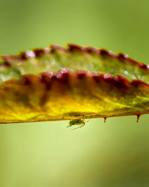 Macrodisparo Insecto Chupador Savia Áfido Verde Caminando Sobre Una Hoja — Foto de Stock