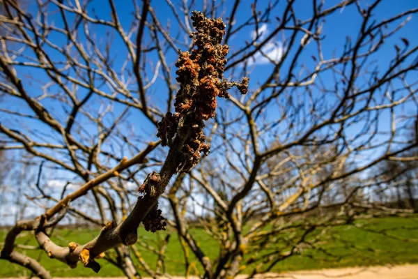 Een Selectieve Focus Shot Staghorn Sumac Rhus Typhina Boom Takken — Stockfoto