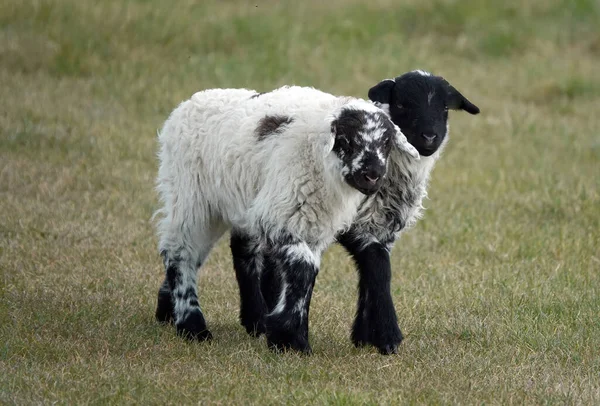 Een Paar Lammeren Lopend Een Grasveld Een Landbouwgrond — Stockfoto