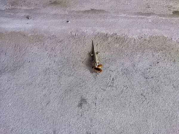 Lagarto Chão Pedra Durante Dia — Fotografia de Stock