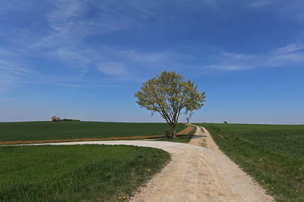 Ett Ensamt Träd Vid Gaffel Två Vägar — Stockfoto