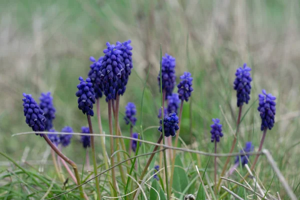 一丛美丽的葡萄干百合花 草甸上有蓝色的软花 — 图库照片