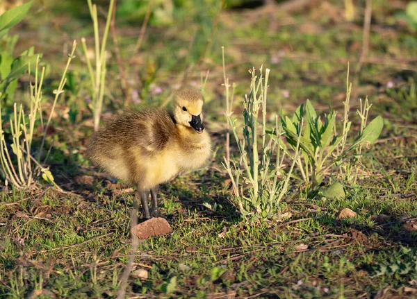 Eine Nahaufnahme Einer Niedlichen Baby Ente Auf Einem Feld — Stockfoto