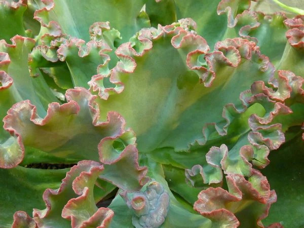 Eine Nahaufnahme Von Echeveria Seedrachen Garten — Stockfoto