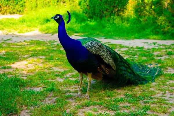 Vacker Påfågel Med Blå Hals Som Står Grön Gräsbevuxen Park — Stockfoto