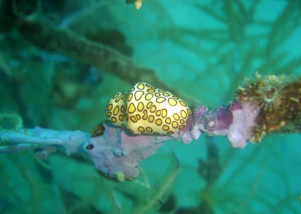 Closeup Flamingo Tongue Snail Corral Reefs Caribbean Sea — Stock Photo, Image