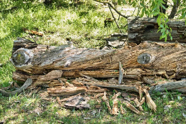 Viejo Tronco Caído Podrido Astillado — Foto de Stock