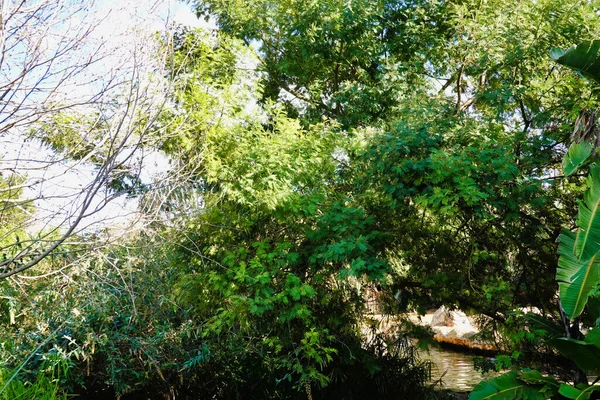 Vue Paysage Avec Des Arbres Verts Une Rivière — Photo