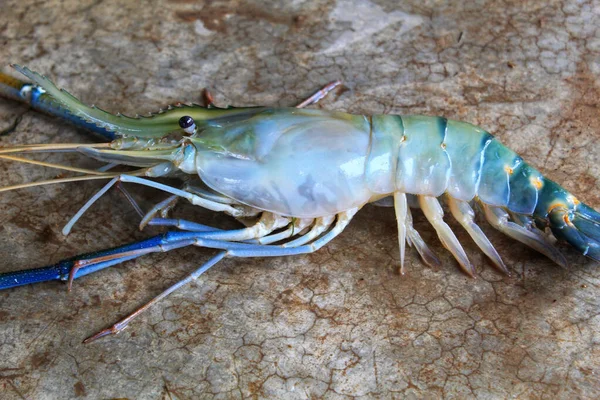 Segelas Udang Yang Baru Saja Tertangkap — Stok Foto