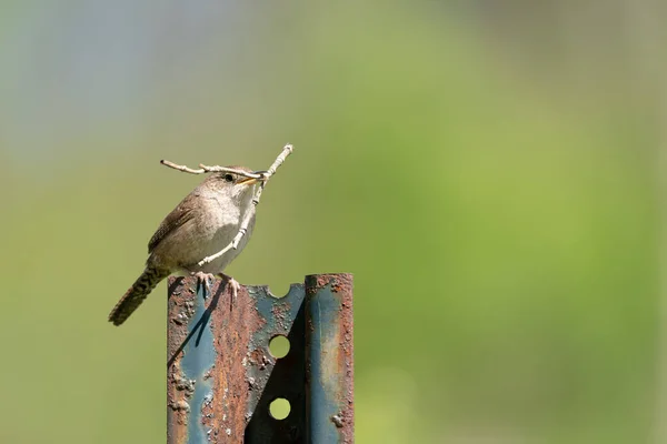 Gros Plan Oiseau Roux Eurasien Tenant Une Branche Dans Son — Photo