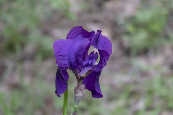 Closeup Shot Beautiful Dwarf Iris Botanical Garden — Stock Photo, Image