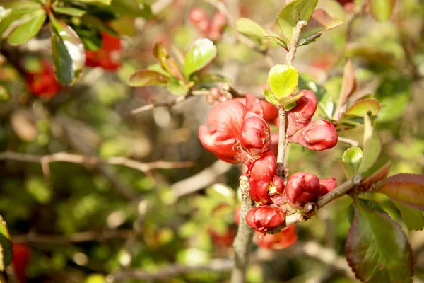 Belo Tiro Flores Vermelhas Árvore — Fotografia de Stock