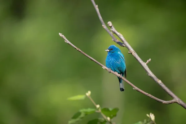 Selective Focus Shot Beautiful Blue Indigo Bunting Bird Perched Branch — Stock Photo, Image