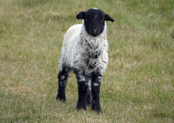 Een Lam Met Een Zwart Gezicht Witte Vacht Kijkt Vooruit — Stockfoto