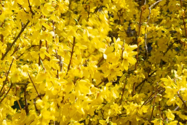 Detailní Záběr Žluté Květy Forsythie Kvetoucí Větvích Stromů Poli — Stock fotografie