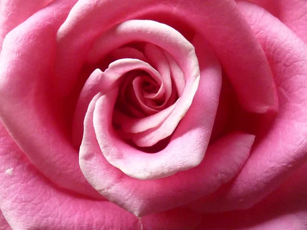Макроснимок Розовых Лепестков Роз Обои — стоковое фото