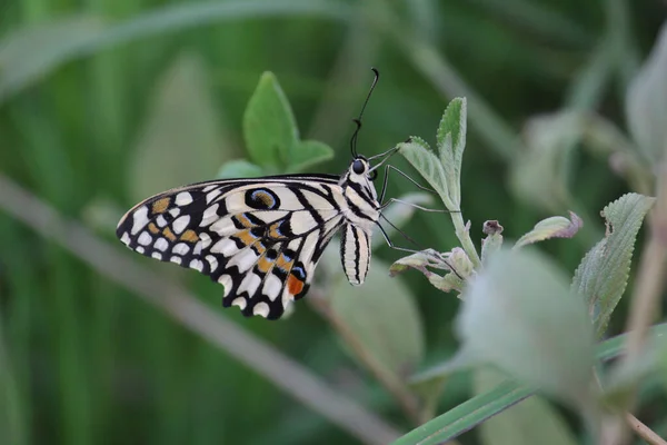 Closeup Beautiful Lime Butterfly Papilio Demoleus — Stock Photo, Image