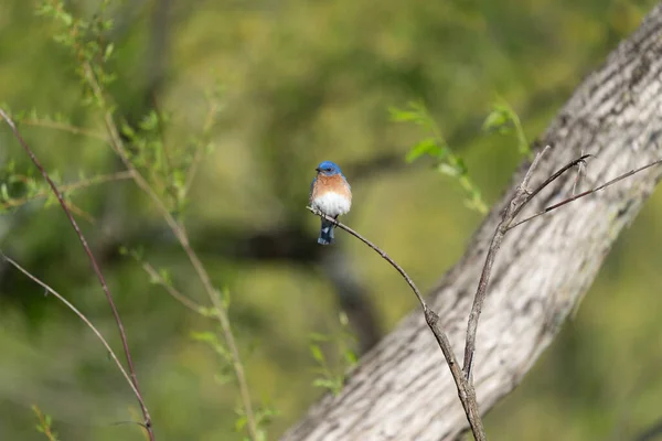 一只东方蓝鸟栖息在树枝上的选择性聚焦镜头 — 图库照片