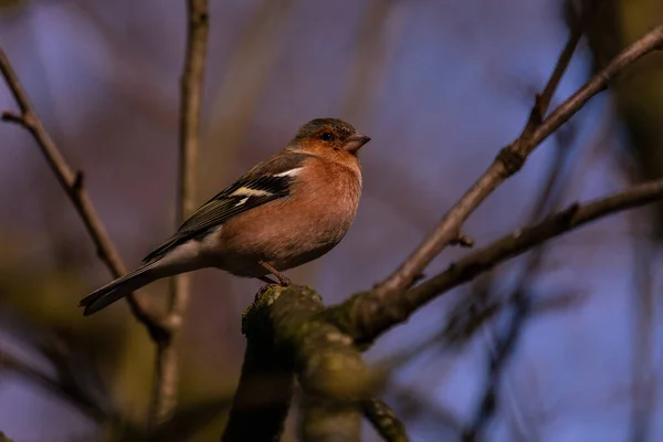 Closeup Shot Brown Common Chaffinch Perched Tree Branch — Stock Photo, Image