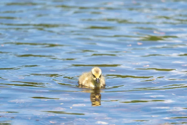 Gros Plan Joli Petit Canard Nageant Dans Lac — Photo