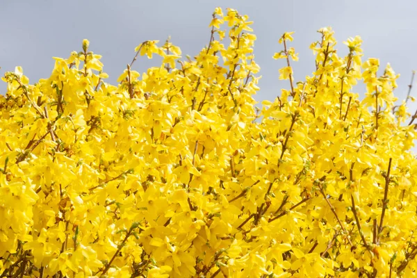 Primer Plano Flores Amarillas Forsythia Floreciendo Ramas Árboles Campo —  Fotos de Stock