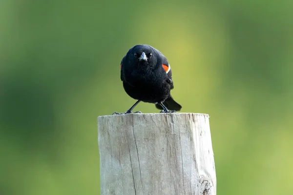 Tiro Seletivo Foco Blackbird Vermelho Alado Empoleirado Madeira — Fotografia de Stock