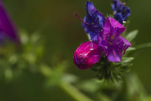 Detailní Záběr Modrých Echiových Květin Louce — Stock fotografie