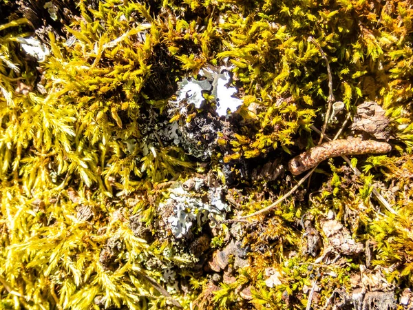 Closeup Lichen Growing Tree Stump Forest — Stock Photo, Image