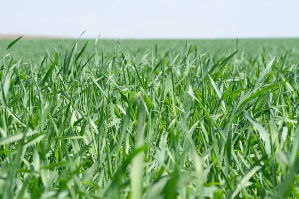 Närbild Gräset Ett Fält Solljuset Med Suddig Bakgrund — Stockfoto