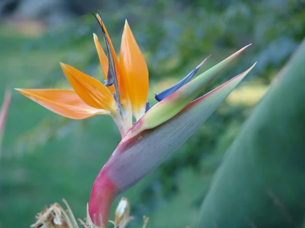 Une Belle Fleur Oiseau Paradis Sur Fond Flou — Photo