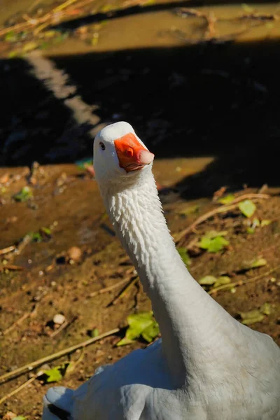 Hayvanat Bahçesinde Beyaz Bir Kuğu Resmi — Stok fotoğraf