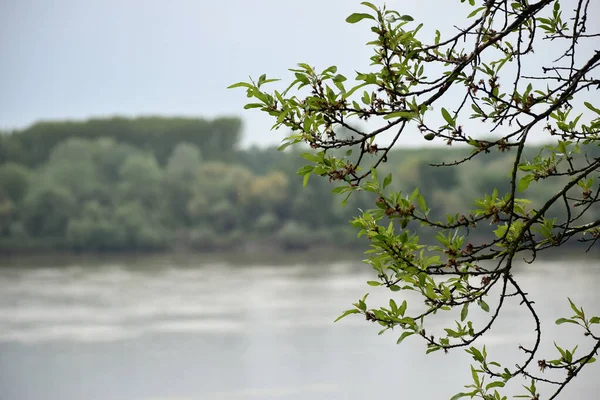 Les Branches Avec Nouvelles Feuilles Fraîches Dans Lac Flou Fond — Photo