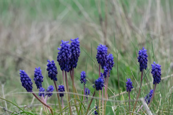 Gros Plan Jacinthe Raisin Fleurissant Dans Une Prairie Lumière Jour — Photo