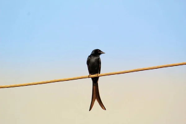 Nahaufnahme Einer Krähe Auf Einem Seil Mit Blauem Himmel Hintergrund — Stockfoto
